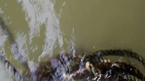 Algae covered rope floating on water Stock Footage 91175665