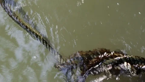 Algae covered rope floating on water Stock Footage 91175959