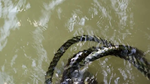 Algae covered rope floating on water Stock Footage 91176328