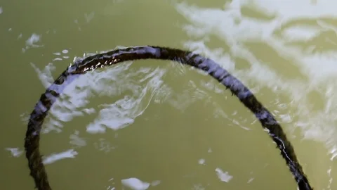 Algae covered rope floating on water Stock Footage 91176948