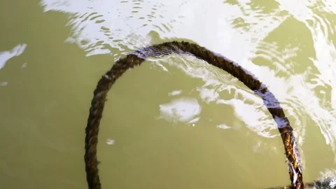 Algae covered rope floating on water Stock Footage 91177632