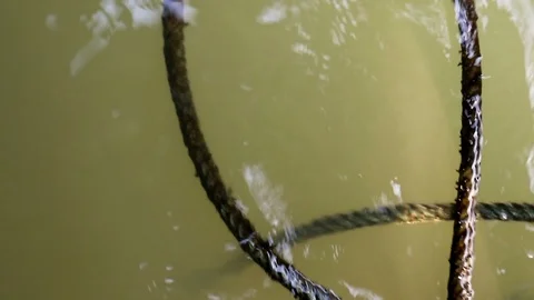 Algae covered rope floating on water Stock Footage 91177635