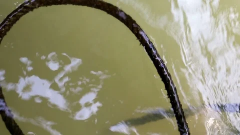 Algae covered rope floating on water Stock Footage 91177928