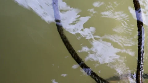 Algae covered rope floating on water Stock Footage 91177952
