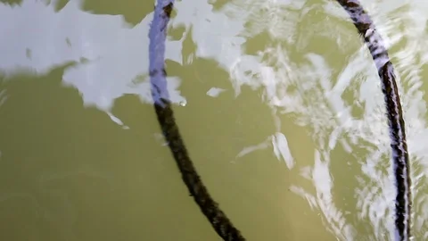 Algae covered rope floating on water Stock Footage 91178004