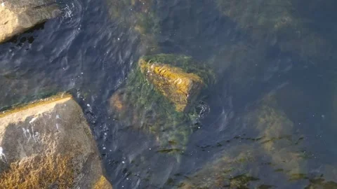 Algae Covered Stones Under Clear Shallow Baltic Water Vidéo 346411503