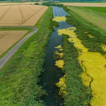 Algae covered stream aerial view Foto stock