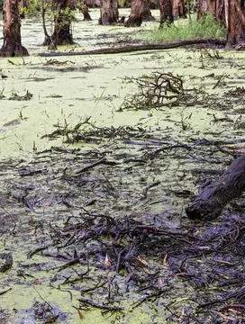 Algae Covered Swamp Stock Photos