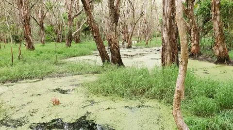 Algae Covered Swamp Water Stock Photos