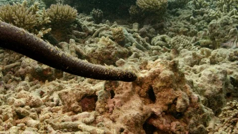  Algae covered turtle-headed sea snake swimming Stock-Footage 111244095