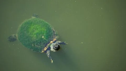 Algae covered turtle swimming in green pond water Stock-Fotos