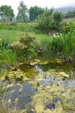 Algae covering a calm pond surface Stock Photos
