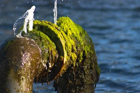 Algae covers a fountain pipe spraying water into a Long Beach lagoon. Stock-Fotos