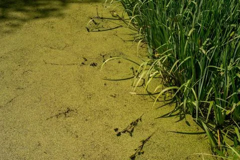 Algae covers the surface of a pond with tall grasses Stock Photos