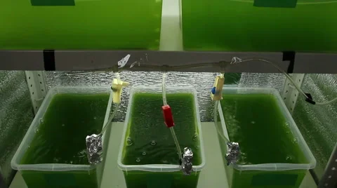 Algae cultivation in lighted pots overview Stock Footage 60816312