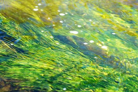 Algae develop in the flow of the river Elovka Stock Photos