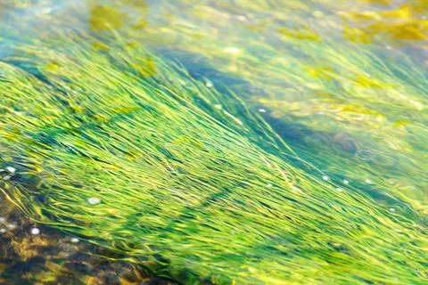 Algae develop in the flow of the river Elovka Stock Photos