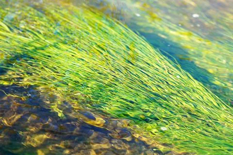 Algae develop in the flow of the river Elovka Stock Photos