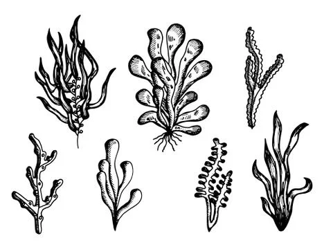 Algae drawing handmade monochrome vector. isolated on white background Stock-Illustration