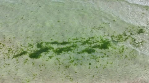 Algae Drifiting Just Beneath The Waves Stockbeeldmateriaal 316161796