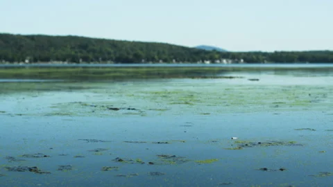 Algae drifting on the top of a lake Stock Footage 131533793
