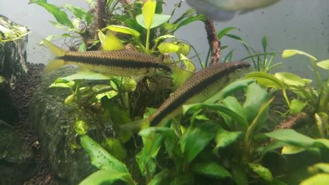 Algae eater in aquarium Foto stock