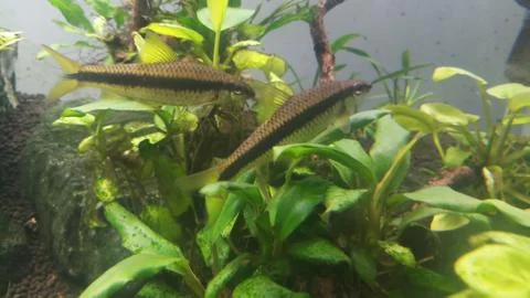 Algae eater in aquarium Foto stock