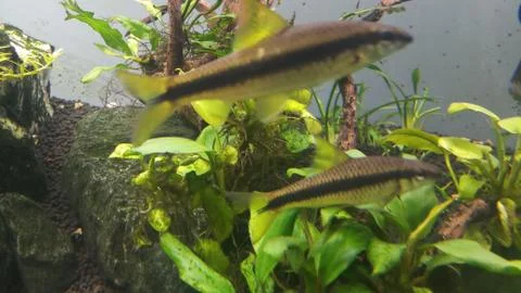 Algae eater in aquarium Stock Photos