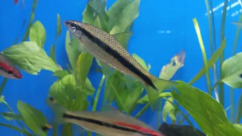 Algae eater fish in aquarium Foto stock