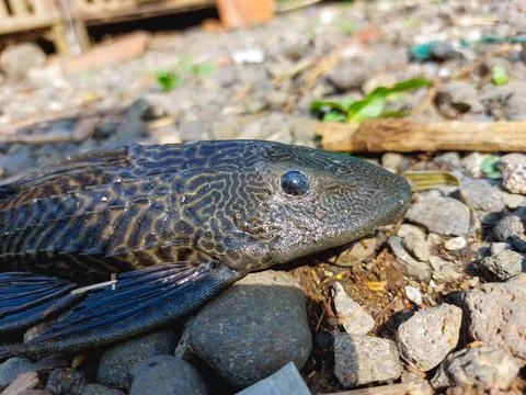 Algae eater fish with armored body in aquatic environment Stock Photos