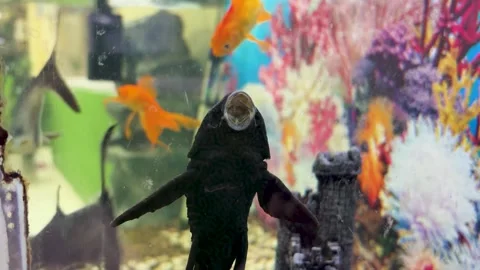 Algae eater fish attached to aquarium glass with colorful tropical background 動画素材 329090715