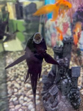 Algae eater fish attached to aquarium glass with colorful tropical background Stock Photos