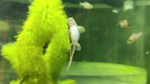 Algae eater Fish  動画素材 231273581
