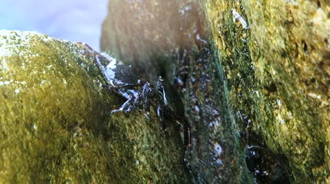 Algae eaters 動画素材 6160469