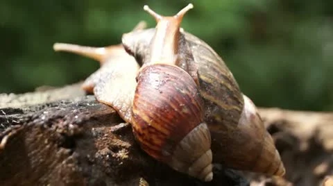 Algae eating black japanese trapdoor pond snails bayuko Stock Footage