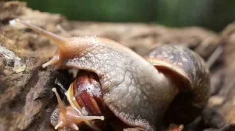 Algae eating black japanese trapdoor pond snails bayuko Stock Footage