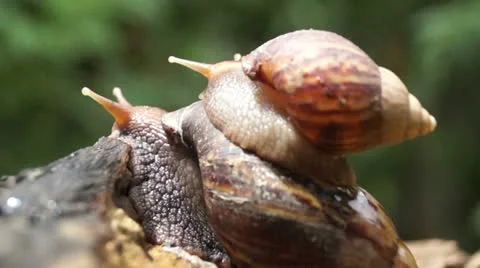 Algae Eating Black Japanese Trapdoor Pon Stock Video Pond5