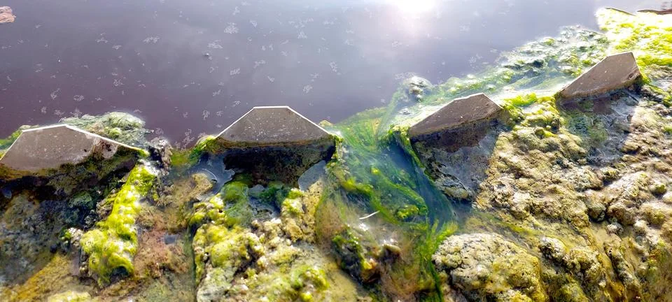 Algae: Effective Water Purification in Nature With Visible Growth and Filtr.. Stock Photos