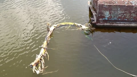 Algae entangled in a cable near a metal structure floating on the waves Stock Footage 308963446