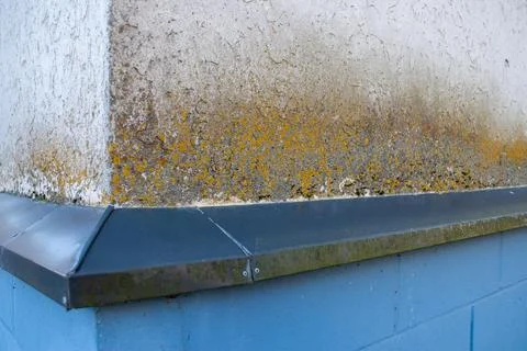 Algae on the facade above the metal cladding above the base of the building.. Stock Photos