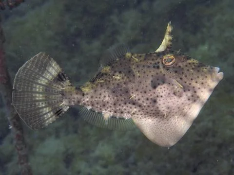 An algae filefish (Pseudomonacanthus macrurus) with distinctive horn structures, Stock Photos