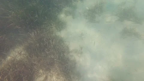 Algae Fish Bottom Of The Sea Stock Footage 159000479