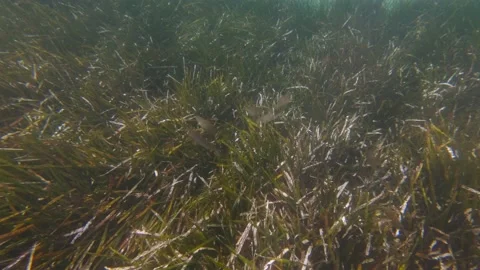 Algae Fish Flock Stock Footage 157669711