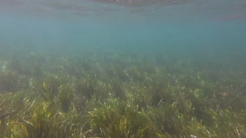 Algae Fish Underwater Stock Footage 157724952