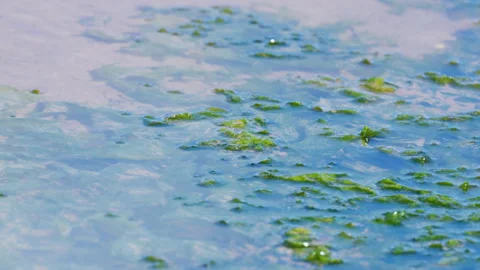 Algae float on a sunlit tidepool, creating a vibrant mix of green and blue. Stock Footage 307246218