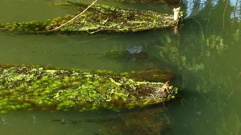Algae floating  in the river , Lumphun province Thailand Stock Footage 117598939