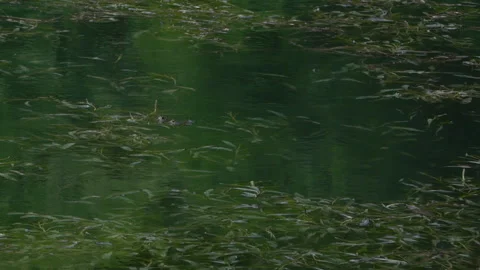 Algae Floating on the Surface of a Calm Lake Video stock 312764892