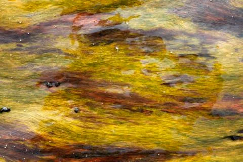Algae floating in water, full frame Stock Photos
