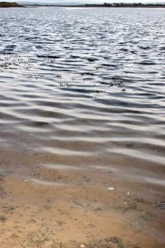Algae floating on water Stock Photos