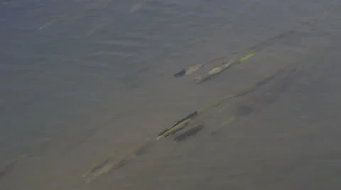 Algae floating in water stream 4K Vídeo Stock 42784365